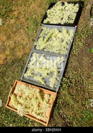 Marktoberdorf, Deutschland. Juni 2025. Holunderblüten wurden am 9. Juni 2025 in Marktoberdorf zum Trocknen für Holunderblütentee oder Holunderblütensirup aufgelegt. Fotograf: ddp Images/STAR-Images Credit: ddp Media GmbH/Alamy Live News Stockfoto