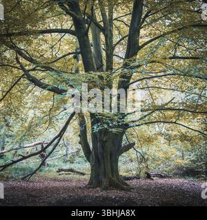 England, North Yorkshire, North York Moors National Park Porträt eines Baumes im Sneaton Forest im North York Moors National Park. Stockfoto