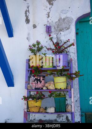 Rote euphorbia-Blüten in mehrfarbigen Töpfen auf lila dekorativen Stufen vor einer verwitterten weißen Wand mit türkisfarbener Tür in griechischem rustikalem Ambiente Stockfoto