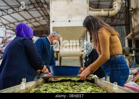 Traditionelle Kräuterverarbeitung Frauen und Männer, die mit Lorbeerblättern arbeiten. Stockfoto