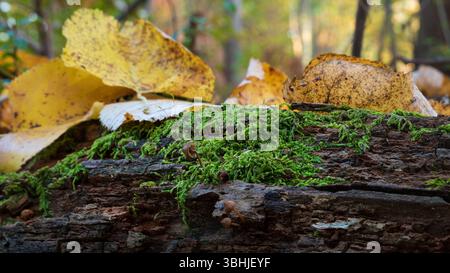 Verrottendes Holz bedeckt mit Moos und trockenen Blättern, dicht oben mit kleinen Pilzen, Herbst im Wald Stockfoto