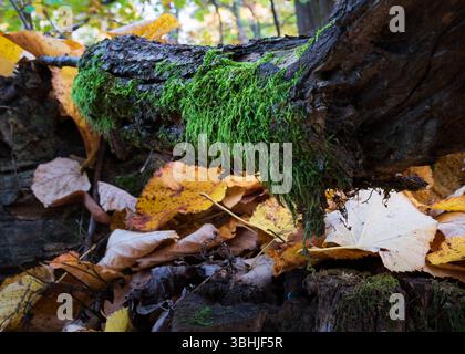 Ast eines gefallenen Baumes, der mit Moos bedeckt ist, Nahaufnahme mit trockenen Blättern im Herbst Stockfoto