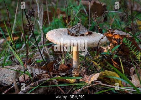 Pilz mit trockenem Blatt auf der Kappe im Herbst Nahaufnahme, Fliegenpilz im Sonnenlicht am Abend Stockfoto