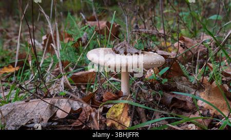 Pilz mit trockenem Blatt auf der Kappe im Herbst Nahaufnahme Stockfoto