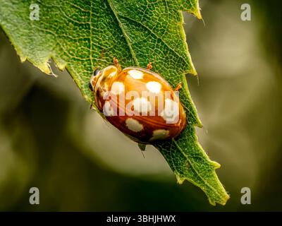 Ein Makrofoto, das den mit Creme gefleckten Marienkäfer auf einem grünen Blatt aufnimmt Stockfoto