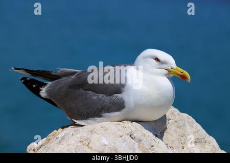 Nahaufnahme einer Möwe mit gelbbeinigen Beinen, die auf einem sonnendurchfluteten Felsen am Meer ruht, mit leuchtendem blauem Wasser im Hintergrund. Stockfoto