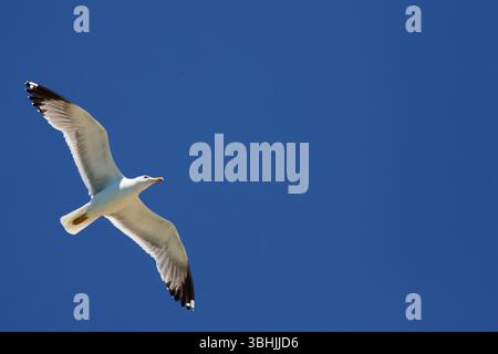 Nahaufnahme einer Möwe, die gegen tiefblauen Himmel schwingt, Flügel voll ausgestreckt, im Sonnenlicht während des Fluges über dem Mittelmeer gefangen. Stockfoto