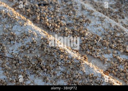 Der Boden des Bootes ist mit Acorn-Nakeln (Semibalanus balanoides) bedeckt, die abgeschabt, gereinigt und mit Antifouling-Farbe für Yachten beschichtet werden können, M Stockfoto