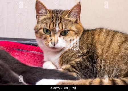 Eine charmante braune und weiße Katze liegt bequem auf einer weichen und gemütlichen rosafarbenen Decke und genießt ihre Entspannung an einem sonnigen Ort Stockfoto