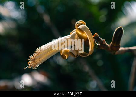 Pachira aquatica ist ein tropischer Feuchtbaum der Malvenfamilie Malvaceae. japan. Hochwertige Fotos Stockfoto