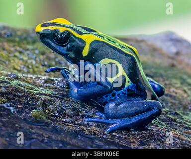 Nahaufnahme eines färbenden Giftpfeilfrosches (Dendrobates tinctorius) Stockfoto