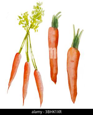 Aquarellmohrgemüse auf weißem Hintergrund. Handgezeichnete, isolierte Illustration für frische Lebensmittel Stockfoto