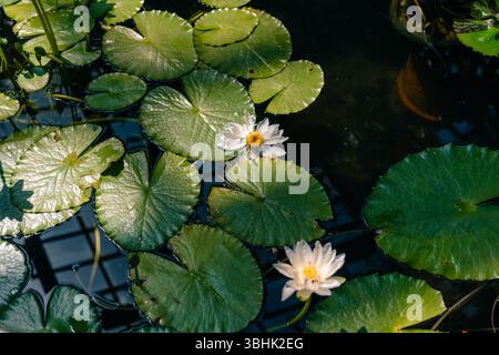 Lila und weiße Seerose Nymphaea gigantea in einem Teich. Hochwertige Fotos Stockfoto