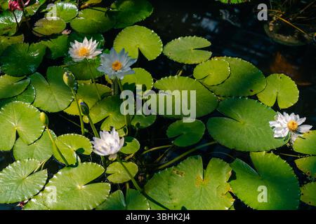 Lila und weiße Seerose Nymphaea gigantea in einem Teich. Hochwertige Fotos Stockfoto