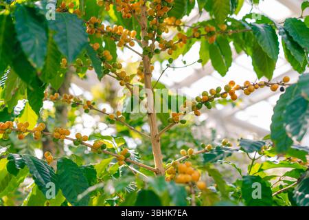 Gelber Beerenkaffee auf Kaffeebaum. Hochwertige Fotos Stockfoto