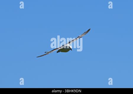 Fulmar, Fulmarus glazialis im Flug gegen den klaren blauen Himmel Orkney Scotland UKcopy Space Stockfoto