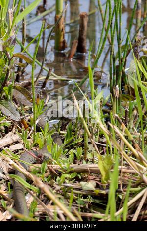 Grasschlange Natrix natrix, graugrüne Körper dunkle Flecken entlang Flanken gelb und schwarz Halskragen und runde Pupillen, nachdem sie in der Nähe des Wasserrandes getrunken haben Stockfoto