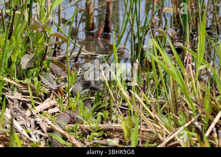 Grasschlange Natrix natrix, graugrüne Körper dunkle Flecken entlang Flanken gelb und schwarz Halskragen und runde Pupillen, nachdem sie in der Nähe des Wasserrandes getrunken haben Stockfoto