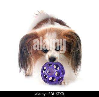 Papillon Hund vor weißem Hintergrund Stockfoto