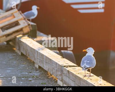 Zwei Möwen ruhen auf einem verwitterten Holzpier in einem schwedischen Hafen. Die untergehende Sonne strahlt ein warmes Leuchten aus und beleuchtet die friedliche Szene der Boote in der Nähe von A Stockfoto