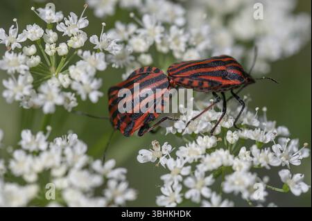 Paarung gestreifte Käfer (Graphosoma lineatum) auf einer Kelchblume, Bayern, Deutschland, Europa Stockfoto