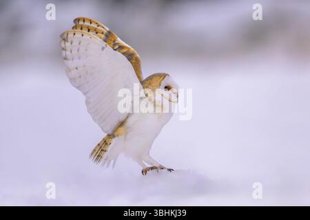 Scheuneneule (Tyto alba), Landung auf einem kleinen Schneehügel in einer Winterlandschaft, Biosphärenreservat, Schwäbische Alb, Baden-Württemberg, Deutschland, Europa Stockfoto