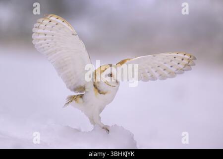 Scheuneneule (Tyto alba), Landung auf einem kleinen Schneehügel in einer Winterlandschaft, Biosphärenreservat, Schwäbische Alb, Baden-Württemberg, Deutschland, Europa Stockfoto
