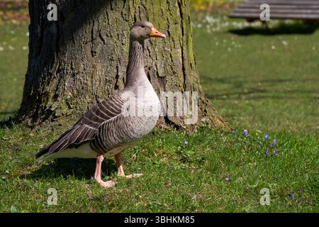 Graugans (Anser anser) stehen vor einem Baumstamm in einem Park Stockfoto