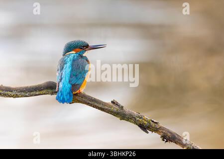 Seitenansicht eines eisvogels mit offenem Schnabel auf einem horizontalen Ast über Wasser. Stockfoto