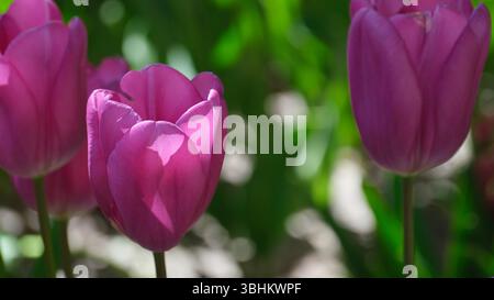 Nahaufnahme von Pink Tulpen, die im Frühlingslicht blühen Stockfoto