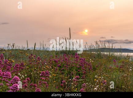 Ein Blumenfeld mit Sonne am Himmel. Die Sonne untergeht und der Himmel ist eine Mischung aus Rosa und Orange. Die Blüten sind violett und gelb Stockfoto