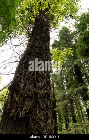 Ein Blick aus der Wurmperspektive auf einen hohen Baumstamm, stark strukturiert mit dunkler Rinde, der bis zu einem leuchtend grünen Blätterdach vor einem hellen Himmel reicht Stockfoto