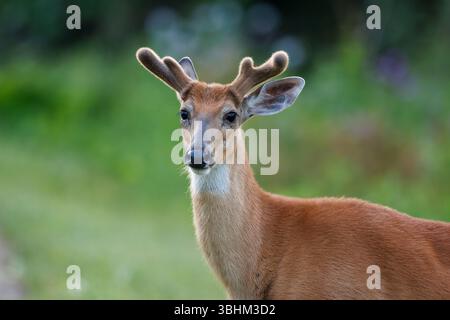 Weißschwanzhirsche in Samt Stockfoto
