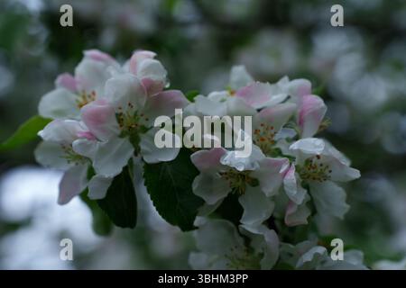 Nahaufnahme eines Apfelbaums, der an einem regnerischen Tag blüht. Stockfoto