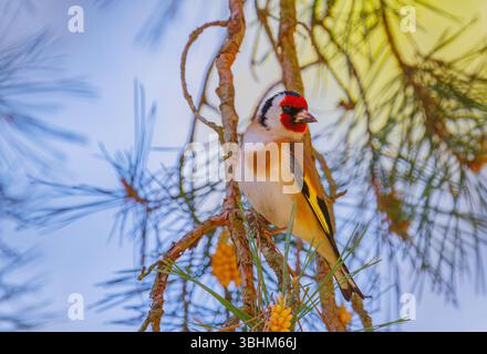 Europäischer Goldfink – Carduelis carduelis posiert im Baum Stockfoto