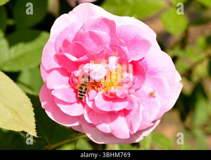 Honigbiene auf einer Damaszener Rose Rosa x Damascena Herrm. Nektar aus den duftenden rosafarbenen Blüten sammeln Stockfoto