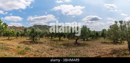 Landschaft eines Olivenhains in den Alpilles, Provence, Frankreich Stockfoto