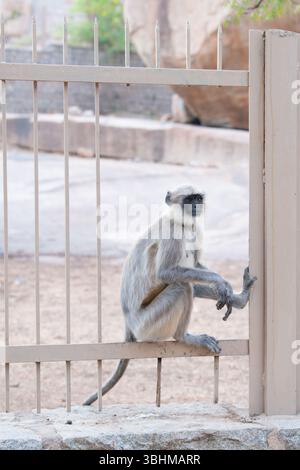 Graue Schlangenaffen der nördlichen Ebenen, Semnopithecus entellus-Affe auf einem Zaun, Tierwelt Indiens, Dschungel und Regenwaldtiere in der Stadt Stockfoto