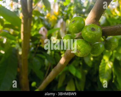 Nahaufnahme von unreifen grünen Feigen, die direkt aus dem Stamm eines tropischen Baumes wachsen. Stockfoto
