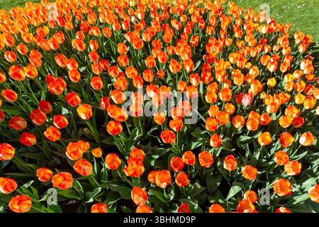 Ein lebendiger, hoher Blickwinkel fängt ein dichtes Feld aus leuchtend orange und roten Tulpen ein, das sich in hellem Sonnenlicht sonnt. Die saftig grünen Blätter der Tulpen Stockfoto