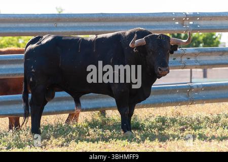 Ein robuster schwarzer Stier steht in der Nähe eines Metallzauns und weidet auf einer sonnigen Weide, umgeben von grünem Gras und Bäumen. Stockfoto