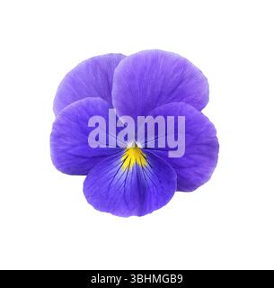 Close-up Bright Blue Stiefelblume Kopf isoliert auf weißem Hintergrund. Bloming Viola Pflanze Ausschnittelement für Design. Stockfoto