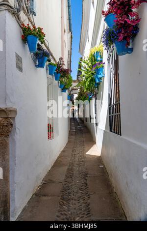 Cordoba, Cordoba - Spanien - 04-08-2024: Eine enge Gasse in Cordoba mit blauen Blumentöpfen und blühenden Pflanzen, die an weiß getünchten Wänden hängen. Stockfoto