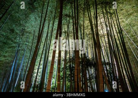 Herbstnächtliche Lichtshow im Kodaiji-Tempel in Kyoto Japan Stockfoto