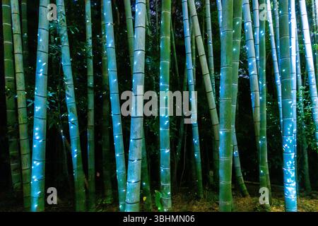 Herbstnächtliche Lichtshow im Kodaiji-Tempel in Kyoto Japan Stockfoto