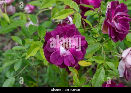 Nancy, Frankreich - Blick auf eine burgunderrote Blume einer rosa im Pépinière Park in Nancy. Stockfoto