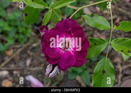 Nancy, Frankreich - Blick auf eine burgunderrote Blume einer rosa im Pépinière Park in Nancy. Stockfoto