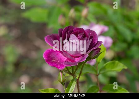 Nancy, Frankreich - Blick auf eine burgunderrote Blume einer rosa im Pépinière Park in Nancy. Stockfoto