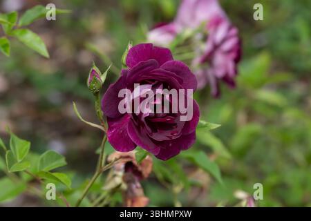 Nancy, Frankreich - Blick auf eine burgunderrote Blume einer rosa im Pépinière Park in Nancy. Stockfoto