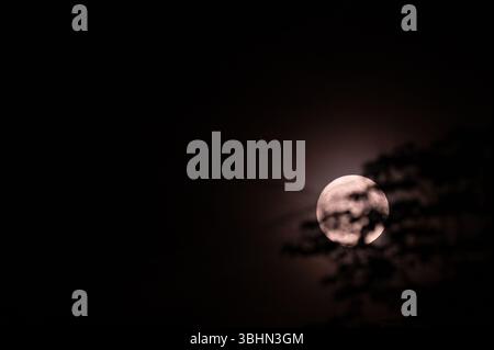 Stuttgart, Deutschland. Juni 2025. Der Mond ist hinter Ästen zu sehen. In der Nacht vom 10. Auf den 11. Juni taucht ein seltenes Himmelsphänomen auf: Der Erdbeermond. Der Vollmond ist dann ungewöhnlich tief am Himmel - so tief wie vor 18 Jahren. Quelle: Markus Lenhardt/dpa/Alamy Live News Stockfoto